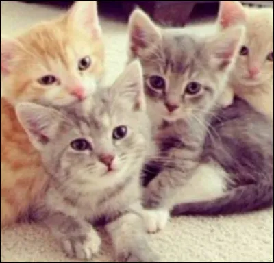 Comment s'appelle le petit du chat ?