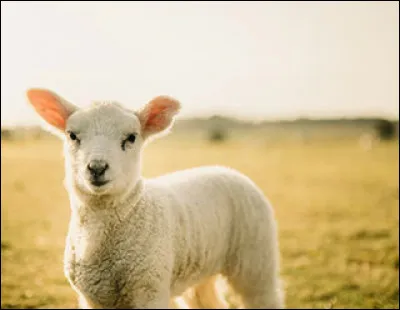 Comment s'appelle le petit du mouton ?