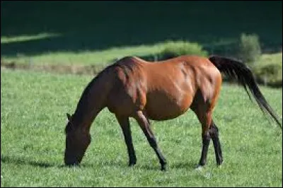 Comment appelle-t-on une jument qui attend un poulain ?