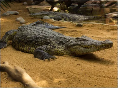 As-tu peur des crocodiles ?