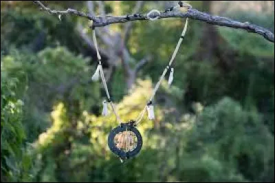 Dans l'épisode 4, qui trouve un collier d'immunité sur son île ?