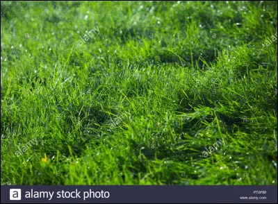 Quelle petite créature, dans un conte pour enfants, était verte et courait dans l'herbe ?