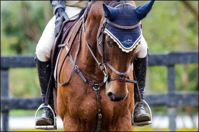 Andreas Helgstrand est connu pour son talent en dressage.