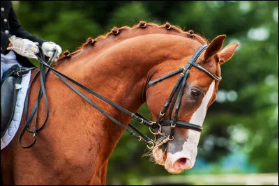 Le dressage est considéré comme une maltraitance animalière.