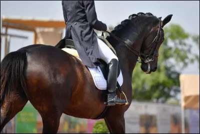 C'est une discipline qui consiste à faire des mouvements stylés et gracieux de la part du cheval.
