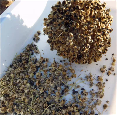 Lorsque Élisée a pris les vingt pains d'orge et les grains qu'il venait de récolter, combien de personnes a-t-il nourries ?