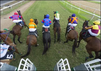 Ces chevaux sont grands et musclés avec un profil élégant, mais ont pourtant des jambes relativement fines.