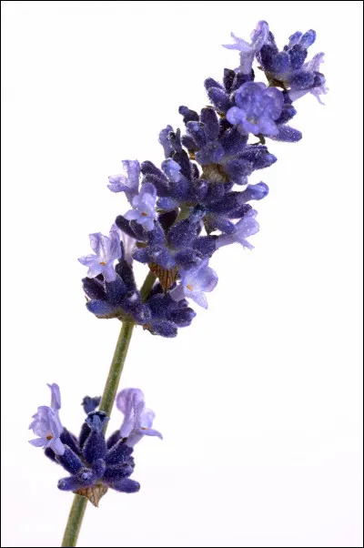 Quelle est cette fleur très odorante, mauve ou violette en forme d'épi, très utilisée dans toutes les branches de la parfumerie ?