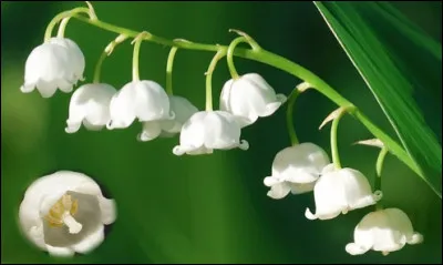 Quelle est cette fleur printanière petite et blanche qui forme une grappe de clochettes odorantes ?