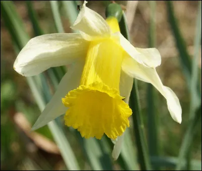 Quelle est cette fleur à six tépales et six étamines insérées dans une couronne en forme de trompette ?