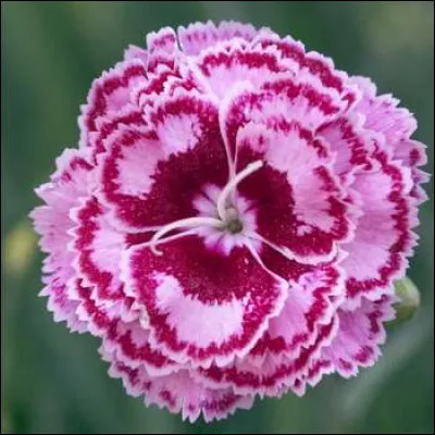 Quelle est cette fleur avec des pétales très dentés et parfumés ?