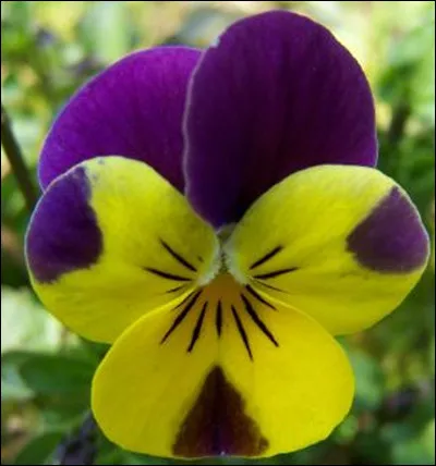 Quelle est cette fleur dont les sépales ne sont jamais plus grands que la corolle et qui peut-être aussi bicolore ou tricolore ?