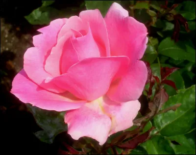 Quelle est cette variété de rose à grande fleur rose, célèbre dans tout le monde depuis 1954 ?