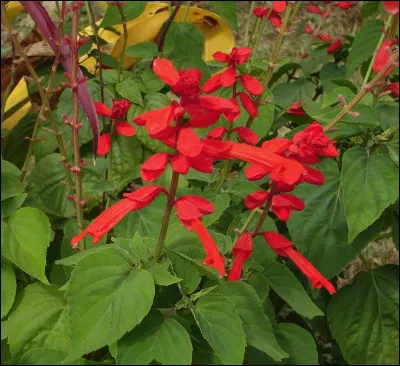 Quelle est cette fleur qui se dresse en grappe sur une hampe ?