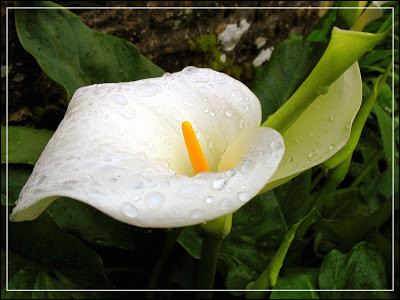 Quelle est cette fleur blanche, jaune ou brune qui émet une odeur de charogne ou de fumier ?