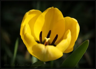 Quelle est cette fleur constituée de trois pétales et trois sépales et six étamines ?