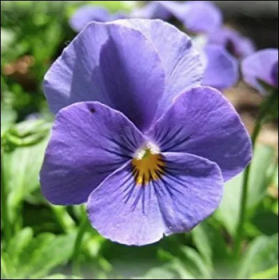 Quelle est cette fleur rustique constituée de 5 pétales, 2 vers le haut et 3 vers le bas ?