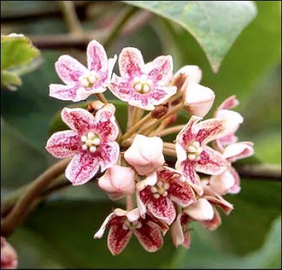 Quelles sont ces fleurs originaires de chine, très parfumées réunies en ombelle ?