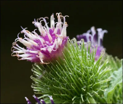 Quelle est cette fleur en forme de capitule ovoïde et épineux ?
