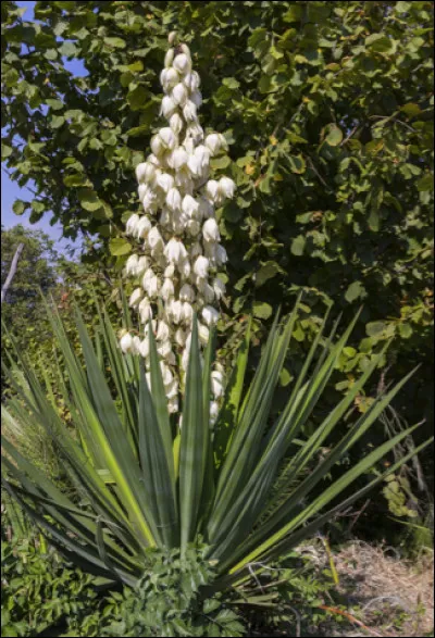 Quelle est cette fleur en forme d'épi avec des clochettes blanches qui dégagent un parfum envoûtant ?