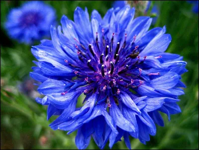 Quelle est cette fleur bleue aux fleurons périphériques étalés ?