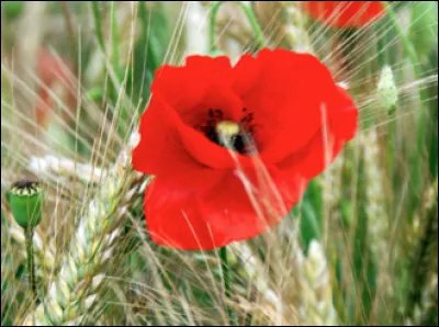 Quelle est cette fleur rouge très abondante dans les terres fraîchement remuées à partir du printemps ?