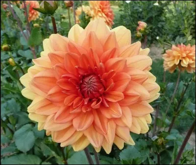 Quelle est cette fleur originaire du Mexique qui compte plus de quarante mille variétés hybrides ?