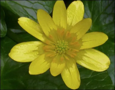 Quelle est cette fleur couramment appelée bouton d'or, dont l'apparition est un signe avant-coureur du printemps ?