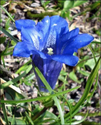 Quelle est cette fleur rustique originaire du japon qui a une forme de trompette ?