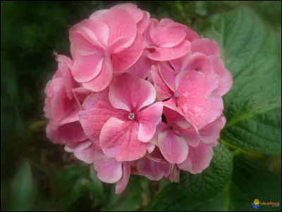 Quelle cette boule de petites fleurs collées les unes aux autres dont la couleur est en relation avec la nature du sol de plantation ?