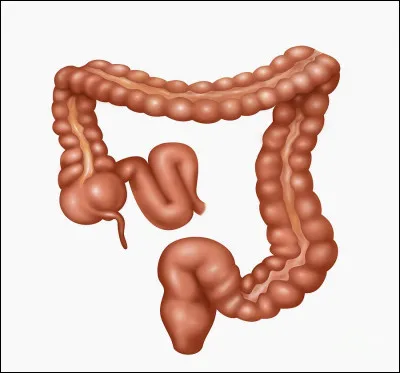 Combien mesure le gros intestin chez l'humain ? (J'ai dit le gros)