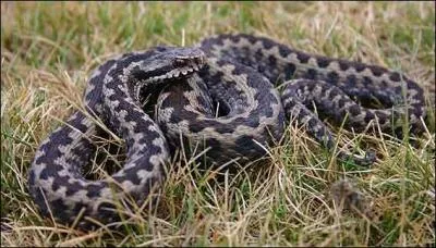 Donnez le nom du serpent