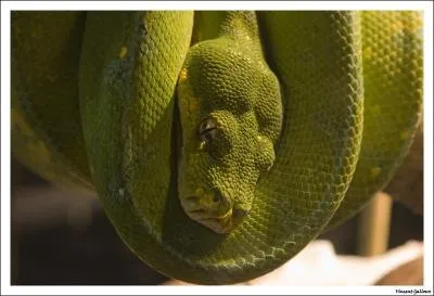 Donnez le nom du serpent