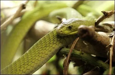 Donnez le nom du serpent