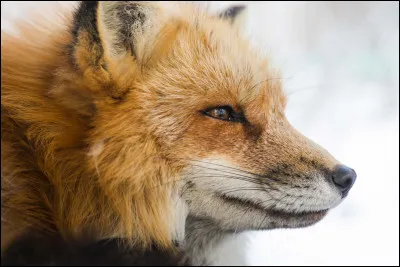 Moins de 600 000 renards meurent chaque année en France.