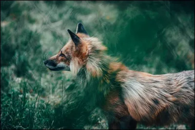 Le renard est souvent vu comme...