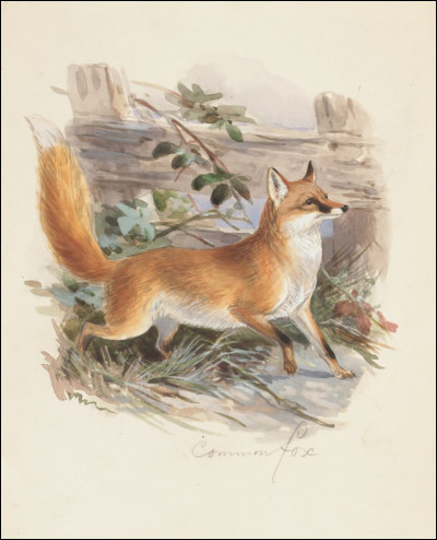 Quel était l'ancien mot français désignant le renard ?