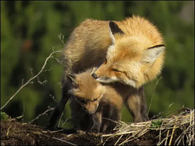 Le renard est un animal qui s'auto-régule.