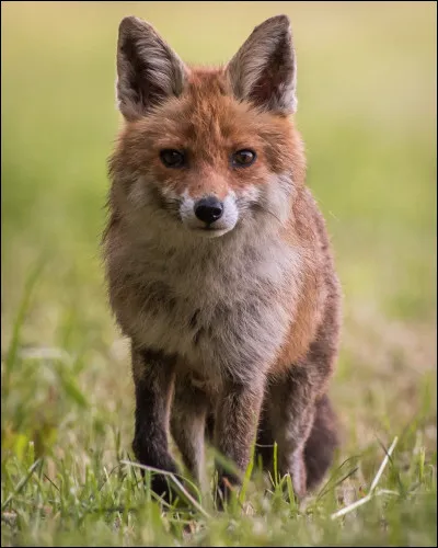 Le renard transmet la rage en France.