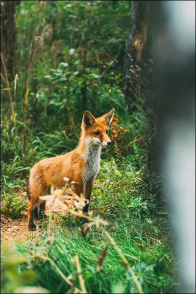 Le renard n'est pas le seul animal qui transmet l'échinococcose alvéolaire.