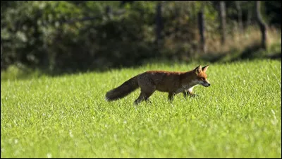 Le renard réduit le taux de maladie de Lyme.