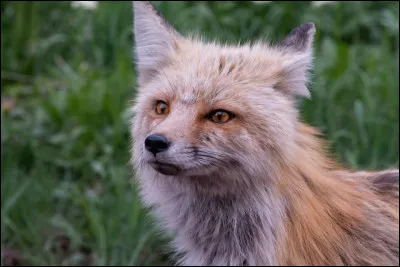 Quel statut occupe le renard actuellement en France ?