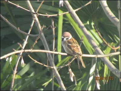 Quelle est cette esp&egrave;ce ?