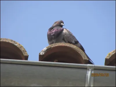 Quelle est cette esp&egrave;ce ?