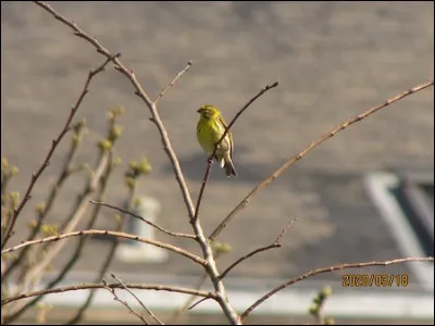 Quelle est cette esp&egrave;ce ?