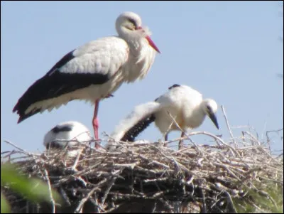 Quelle est cette esp&egrave;ce ?