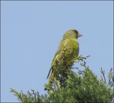 Quelle est cette esp&egrave;ce ?