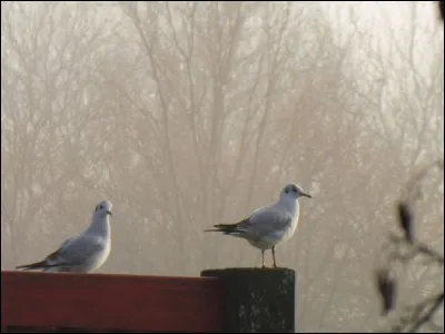 Quelle est cette esp&egrave;ce ?