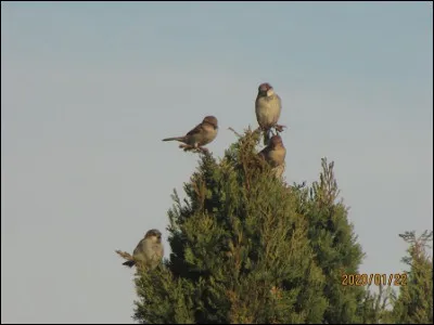 Quelle est cette esp&egrave;ce ?