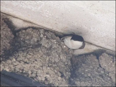 Quelle est cette espèce ?
( Pensez au milieu naturel )